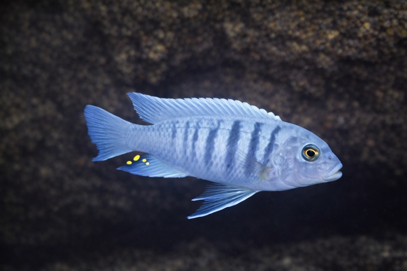 Maylandia zebra 'Otter Point'